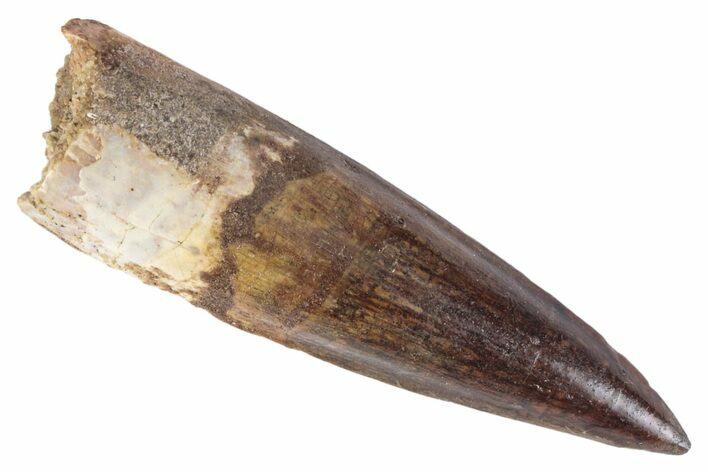 Fossil Spinosaurus Tooth - Real Dinosaur Tooth #383800